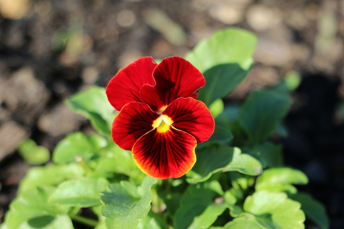 Viola Penny Red blotch (1).jpg